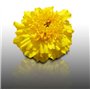 50 Graines Fleurs à semer - Le Grenier d'Abondance - ŒILLET d'Inde ou Rose d'Inde - Tagetes erecta