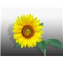 50 graines Fleurs à semer - Le Grenier d'Abondance - TOURNESOL Soleil - haie végétale - Helianthus annuus