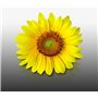 50 graines Fleurs à semer - Le Grenier d'Abondance - TOURNESOL Soleil - haie végétale - Helianthus annuus