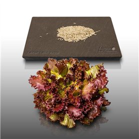 500 graines à semer - Le Grenier d'Abondance - LAITUE A COUPER Lollo Rossa - Lactuca sativa