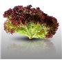 500 graines à semer - Le Grenier d'Abondance - LAITUE A COUPER Lollo Rossa - Lactuca sativa