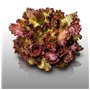 500 graines à semer - Le Grenier d'Abondance - LAITUE A COUPER Lollo Rossa - Lactuca sativa