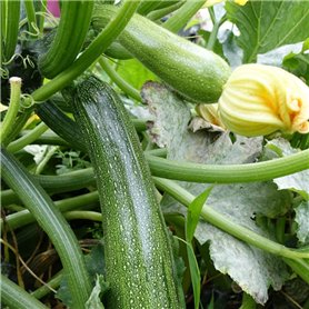 Plant Courgette Astia F1 Premium en Pot