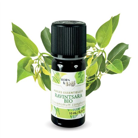 BORN TO BIO Huile Essentielle Ravintsara Bio - 100% Pure et Naturelle - Propriétés Antivirales et Immunostimulantes - Certifié A