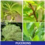 Agro Sens Savon Noir Naturel à l'huile d'olive. Extra Pur spécial Jardin 1 Litre - 1 Litre