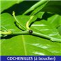 Agro Sens Savon Noir Naturel à l'huile d'olive. Extra Pur spécial Jardin 1 Litre - 1 Litre