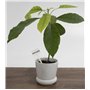 AERZETIX - C73790 - Lot de 10 Pancartes jalons étiquettes de marquage pour plantes et fleurs 15x3.5x5.5 cm - horticulture semis 