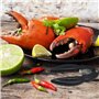 pince pour crabe