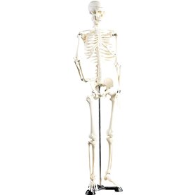 Squelette articulé 85 CM [Newgen Medicals]