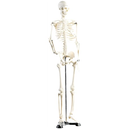 Squelette articulé 85 CM [Newgen Medicals]
