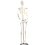Squelette articulé 85 CM [Newgen Medicals]
