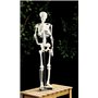 Squelette articulé 85 CM [Newgen Medicals]