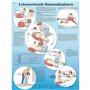3B Scientific Gestes de base mesures Poster