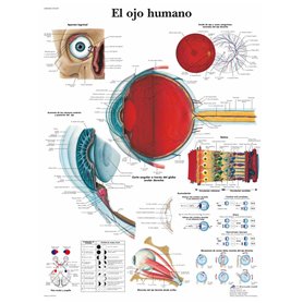 3B Scientific Vr3226uu imprimés en papier