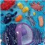 3B Scientific R04 La cellule animale, modèle