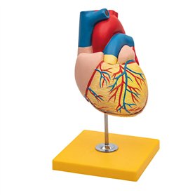 Elementary Anatomy - Modèle d'anatomie du cœur humain en deux parties avec base - grandeur nature - Enseignement scolaire (Eleme