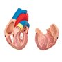 Elementary Anatomy - Modèle d'anatomie du cœur humain en deux parties avec base - grandeur nature - Enseignement scolaire (Eleme