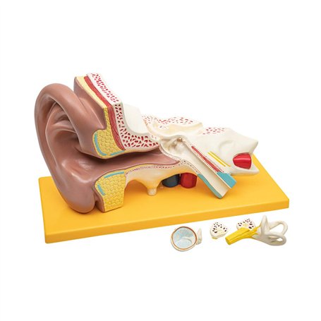 Elementary Anatomy - Modèle d'anatomie de l'oreille humaine en 4 parties avec base - Agrandissement 3 fois - Enseignement scolai