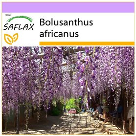 SAFLAX - Glycine arbre - 10 graines - Bolusanthus africanus