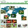 SAFLAX - Glycine arbre - 10 graines - Bolusanthus africanus