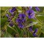 SAFLAX - Glycine arbre - 10 graines - Bolusanthus africanus