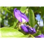 SAFLAX - Glycine arbre - 10 graines - Bolusanthus africanus