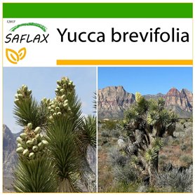SAFLAX - Arbre de Josué - 10 graines - Avec substrat - Yucca brevifolia
