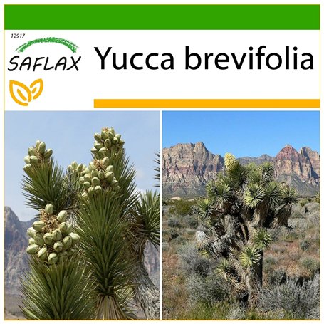 SAFLAX - Arbre de Josué - 10 graines - Avec substrat - Yucca brevifolia