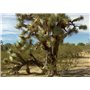 SAFLAX - Arbre de Josué - 10 graines - Avec substrat - Yucca brevifolia