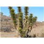 SAFLAX - Arbre de Josué - 10 graines - Avec substrat - Yucca brevifolia