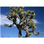 SAFLAX - Arbre de Josué - 10 graines - Avec substrat - Yucca brevifolia
