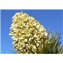 SAFLAX - Arbre de Josué - 10 graines - Avec substrat - Yucca brevifolia