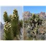 SAFLAX - Arbre de Josué - 10 graines - Avec substrat - Yucca brevifolia