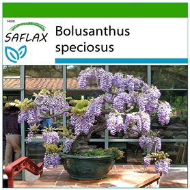 SAFLAX - Glycine arbre - 15 graines - Avec substrat - Bolusanthus speciosus