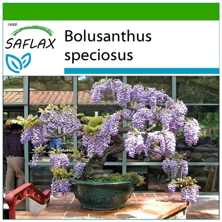 SAFLAX - Glycine arbre - 15 graines - Avec substrat - Bolusanthus speciosus