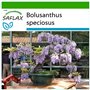 SAFLAX - Glycine arbre - 15 graines - Avec substrat - Bolusanthus speciosus