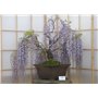 SAFLAX - Glycine arbre - 15 graines - Avec substrat - Bolusanthus speciosus