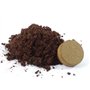 SAFLAX - Glycine arbre - 15 graines - Avec substrat - Bolusanthus speciosus