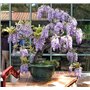 SAFLAX - Glycine arbre - 15 graines - Avec substrat - Bolusanthus speciosus
