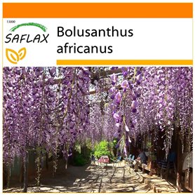 SAFLAX - Jardin dans le sac - Glycine arbre - 10 graines - Bolusanthus africanus