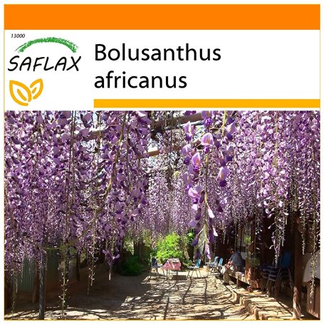 SAFLAX - Jardin dans le sac - Glycine arbre - 10 graines - Bolusanthus africanus