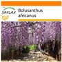 SAFLAX - Jardin dans le sac - Glycine arbre - 10 graines - Bolusanthus africanus
