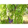 SAFLAX - Jardin dans le sac - Glycine arbre - 10 graines - Bolusanthus africanus