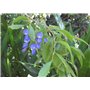 SAFLAX - Jardin dans le sac - Glycine arbre - 10 graines - Bolusanthus africanus