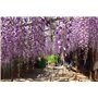 SAFLAX - Jardin dans le sac - Glycine arbre - 10 graines - Bolusanthus africanus