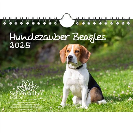 Hundezauber Beagles Calendrier 2025 pour chiots et chiens Format A5 Contenu : 1 calendrier
