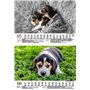 Hundezauber Beagles Calendrier 2025 pour chiots et chiens Format A5 Contenu : 1 calendrier, 1 carte de Noël (2 pièces au total)