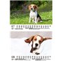 Hundezauber Beagles Calendrier 2025 pour chiots et chiens Format A5 Contenu : 1 calendrier, 1 carte de Noël (2 pièces au total)