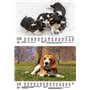 Hundezauber Beagles Calendrier 2025 pour chiots et chiens Format A5 Contenu : 1 calendrier, 1 carte de Noël (2 pièces au total)