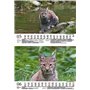 Luchszauber Calendrier DIN A5 pour lynx 2025 – Coffret cadeau Contenu : 1 calendrier, 1 carte de Noël (2 pièces au total)